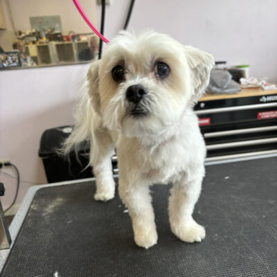 Dog Grooming in Aurora Colorado - After Grooming