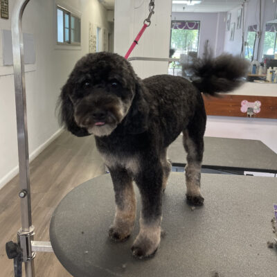 Dog Grooming in Aurora Colorado - After Grooming