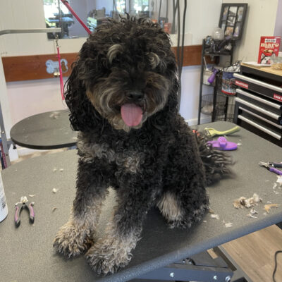 Dog Grooming in Aurora Colorado - Before Grooming