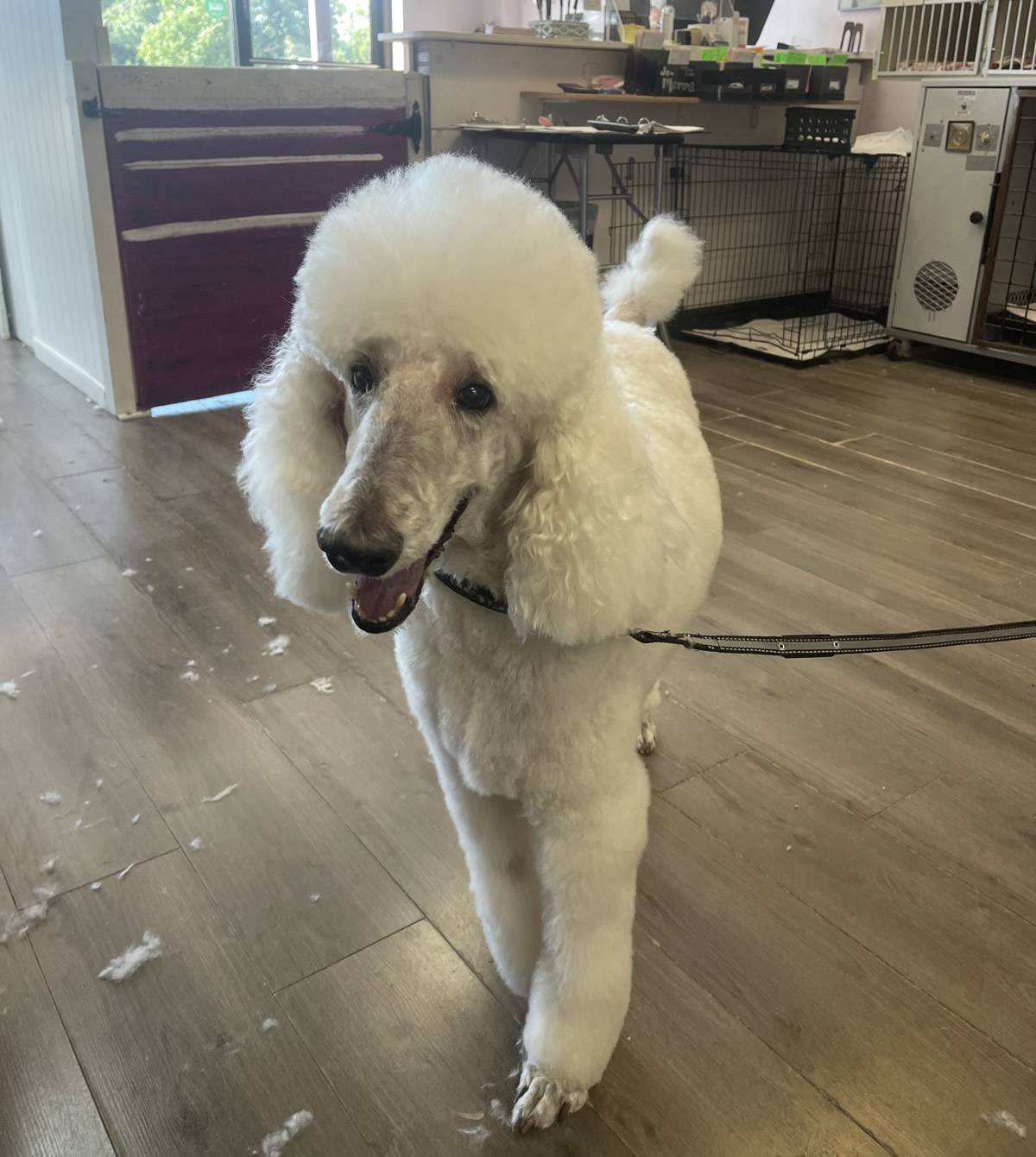 Poodle Dog Grooming in Aurora CO