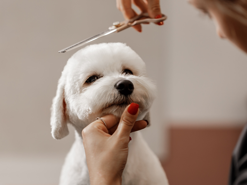 Canine Groomer in Aurora Colorado - - Pretty Paws Pet Groomers